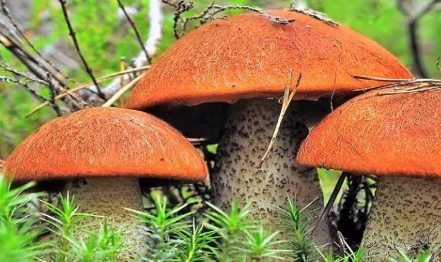 Грибная икра из вареных грибов – рецепты на зиму